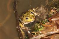 Pelophylax