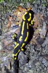 Salamandra salamandra