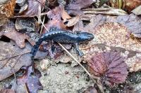 Ichthyosaura alpestris