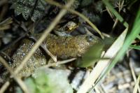 Triturus cristatus