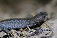 Triturus cristatus