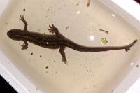 Triturus cristatus
