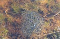 Rana dalmatina