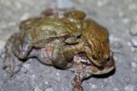 Bufo