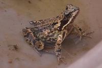 Rana temporaria