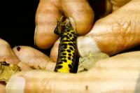 Triturus cristatus
