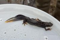 Triturus cristatus