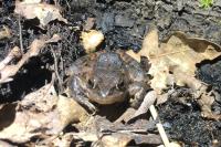 Rana dalmatina