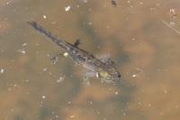 Salamandra salamandra