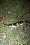 Salamandra salamandra