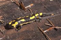 Salamandra salamandra