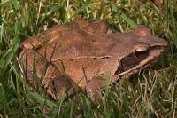Rana dalmatina