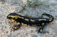 Salamandra salamandra
