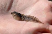 Rana dalmatina