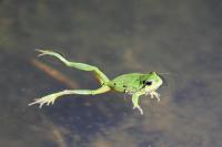 Hyla arborea