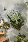 Pelophylax kl. esculentus