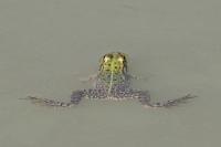 Pelophylax