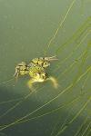 Pelophylax kl. esculentus