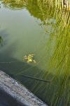 Pelophylax kl. esculentus