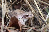 Rana dalmatina