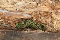 Triturus marmoratus