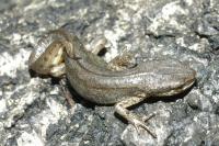 Lissotriton helveticus