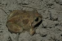 Pelobates fuscus