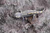 Salamandra salamandra
