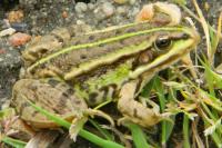 Pelophylax kl. esculentus