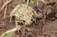 Pelodytes punctatus