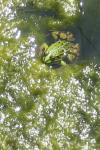 Pelophylax kl. esculentus