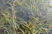 Rana dalmatina