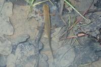 Lissotriton helveticus