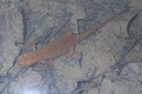 Lissotriton helveticus