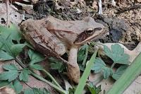 Rana dalmatina