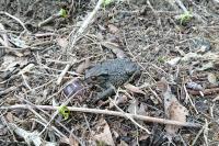 Bufo bufo