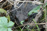 Bufo spinosus