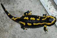 Salamandra salamandra