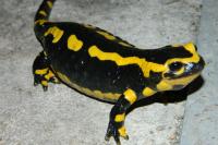 Salamandra salamandra