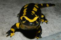 Salamandra salamandra
