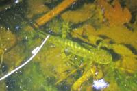 Triturus cristatus