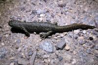 Triturus cristatus