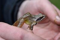 Rana dalmatina