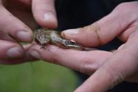 Rana dalmatina