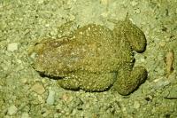 Bufo