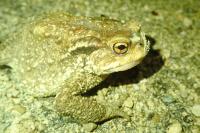 Bufo