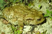 Bufo