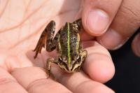 Pelophylax