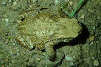 Bufo
