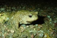 Bufo